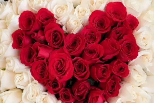 Ramos de rosas se mi novia
